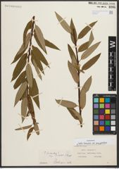 Foto von Salix triandra subsp. amygdalina (L.) Schübl. & G. Martens